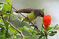 Purple-rumped Sunbird - female