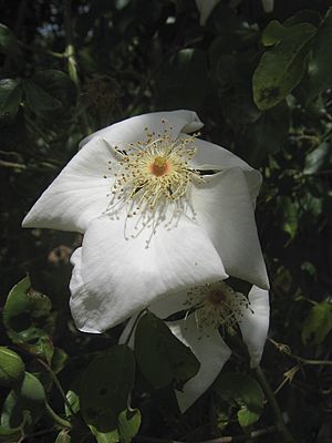 Rosa gigantea ACMRG 27-11-2013 0417