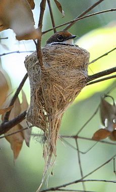 Rufous Fantail on nest