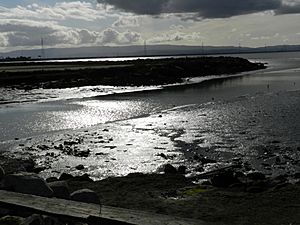 Salt marsh hayward california