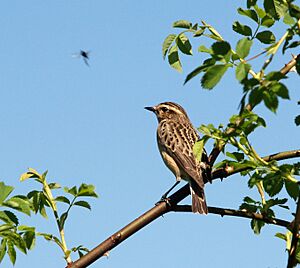 Saxicola rubetra LC0029