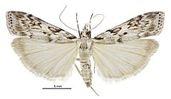 Scoparia petrina female.jpg