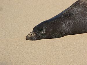 Sleeping seal