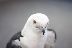 Swallow Tailed Kite