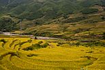 Terraced fields Sa Pa 2.jpg