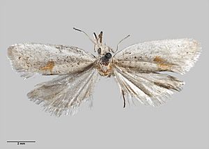 Tortrix cuneata AMNZ21957.jpg