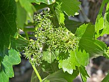 Vigne en fleur