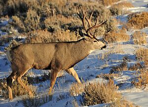 Wyoming Mule Deer (15796600906).jpg