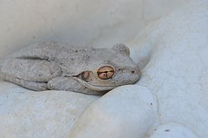 A Grey Frog