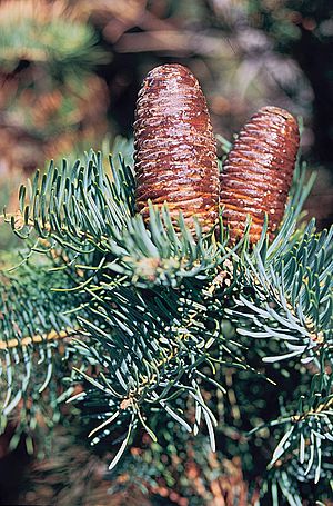 Abies concolor cones