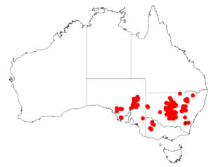 Acacia havilandiorumDistMap423.png