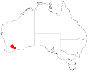 Acacia sedifoliaDistMap800.png