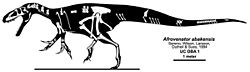 Afrovenator skeleton.jpg