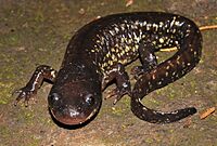 Ambystoma flavipiperatum 67940860 (cropped).jpg