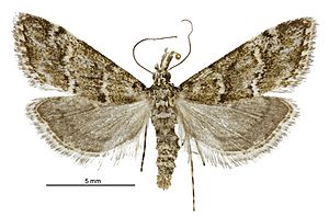 Argyria s.l. strophaea female.jpg