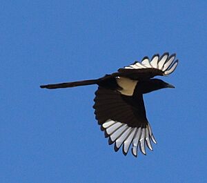 Asir magpie inaturalist 151286734.jpg