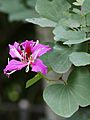 Bauhinia blakeana (flower)