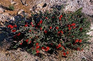 Beaufortia bracteosa.jpg