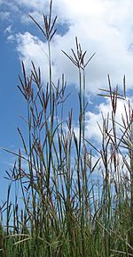 Big Bluestem (7449929196).jpg