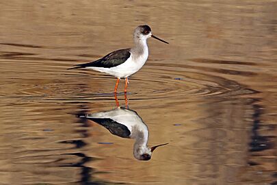 Black-winged stilt (Himantopus himantopus) India