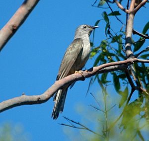 Brush Cuckoo Oct 2007.JPG