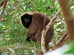 Callicebus personatus Espírito Santo