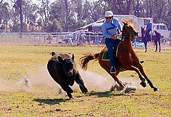 Campdraft-mount-barker western australia