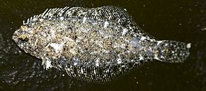 Citharichthys stigmaeus (Speckled Sanddab).jpg