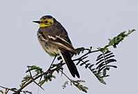 Citrine Wagtail Motacilla citreola