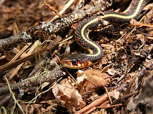 Common garter snake, Thamnophis sirtalis, closeup of head from side.JPG