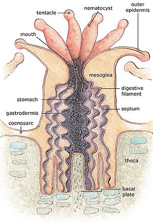 Coral polyp