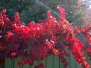 Crimson glory vine.jpg