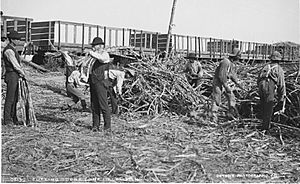 Cuttingsugarcaneinlouisiana5.jpg