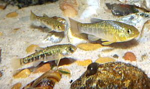 Cyprinodon rubrofluviatilis