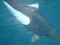 Dall's porpoise Alaska 2009 124.jpg