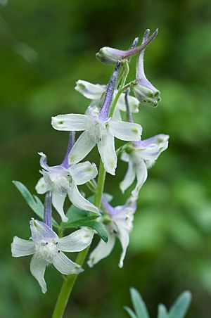 Delphinium tricorne 2.jpg