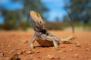 Eastern bearded dragon 9542.jpg