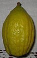 Etrog with Pitom