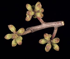 Eucalyptus blaxlandii buds