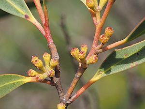 Eucalyptus codonocarpa buds