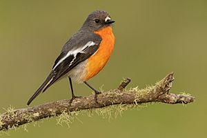 Flame Robin male 1 - Jenolan Caves.jpg