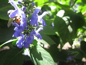 Flor + abeja.JPG