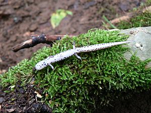 Four-toed salamander ventral