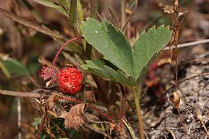 Fragaria virginiana 3243