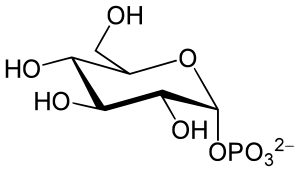 Glucose 1-phosphate