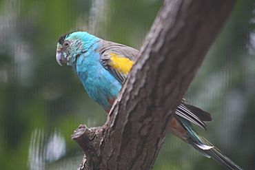 Golden-shouldered Parrot (Psephotus chrysopterygius)-6.jpg