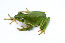 Green treefrog