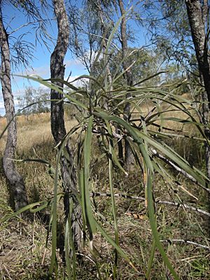 Grevillea striata leaves