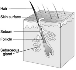 HairFollicle.png