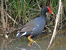 Hawaiian Common Gallinule RWD3.jpg